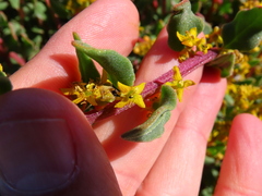 Tetragonia fruticosa