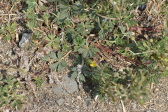 Potentilla argentea