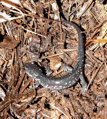 Plethodon cylindraceus