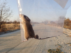 Gerbilliscus leucogaster