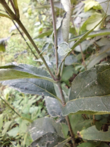 Image of Helianthus strumosus by no rights reserved