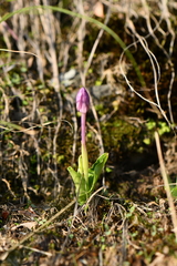 Roscoea alpina