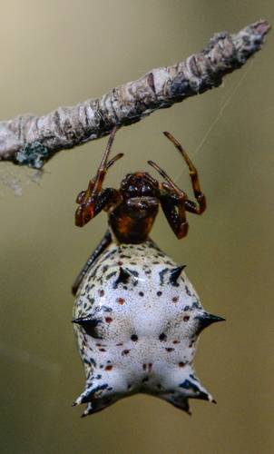 Spined Micrathena photo 3