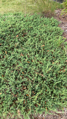 Juniperus horizontalis