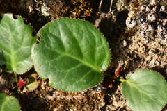 Bergenia