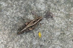 Catantopinae