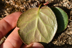 Bergenia