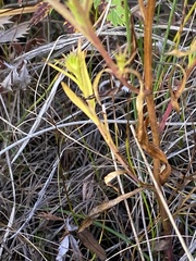 Symphyotrichum ciliatum