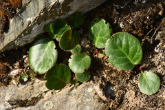 Bergenia