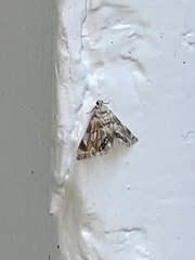 Eoparargyractis plevie