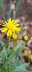 Senecio madagascariensis