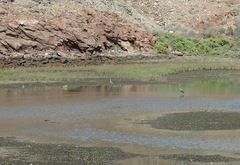 Egretta rufescens