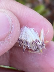 Symphyotrichum ciliatum