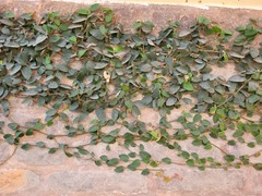 Ficus pumila