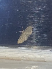 Eupithecia absinthiata