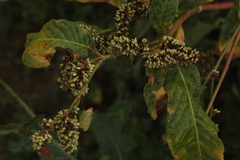 Persicaria tomentosa