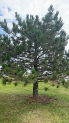 Pinus