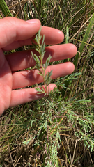 Suaeda maritima