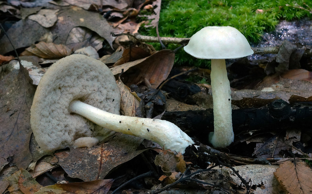 Leccinellum albellum