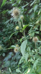 Dipsacus strigosus