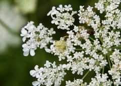 Misumena vatia