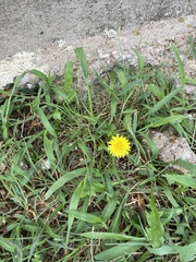 Taraxacum