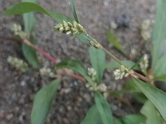 Persicaria tomentosa
