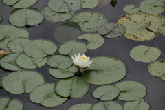 Nymphaea alba