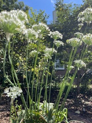 Allium schoenoprasum