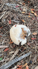 Ganoderma polychromum