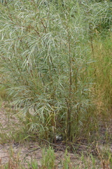 Salix exigua