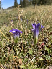 Gentianopsis simplex