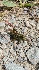 Melanoplus