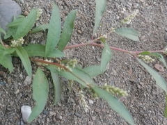 Persicaria tomentosa