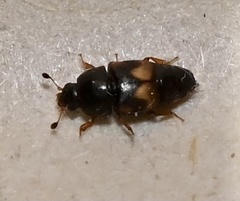 Carpophilus hemipterus