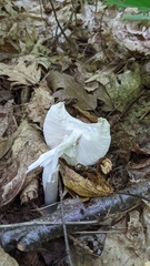 Amanita bisporigera