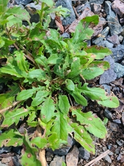 Oenothera laciniata