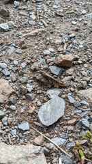 Trimerotropini