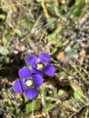 Gentianopsis simplex