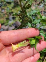 Oenothera laciniata