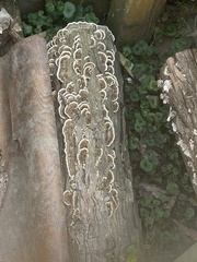 Trametes versicolor