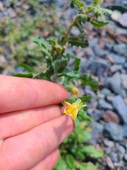 Oenothera laciniata