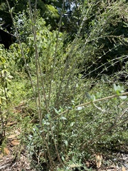 Aloysia gratissima