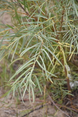 Salix exigua