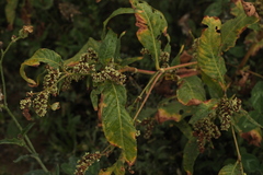 Persicaria tomentosa