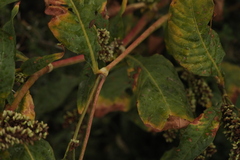 Persicaria tomentosa