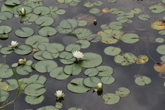 Nymphaea alba