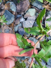 Oenothera laciniata