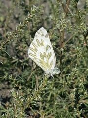 Pontia beckerii