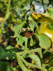 Anasa tristis